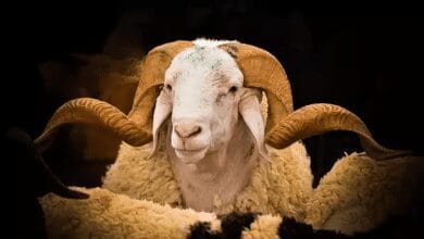 Türk Halk Kültüründe Bayram ve Bayçar 51 Türk Halk Kültüründe Bayram ve Bayçar