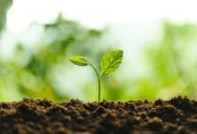 Edebiyat Nedir 31 Edebiyat Nedir