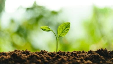Edebiyat Nedir 52 Edebiyat Nedir