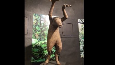 Ao Ao: Guaraní Mitolojisinin Yaban Domuzu Benzeri İnsan Avcısı 55 Ao Ao: Guaraní Mitolojisinin Yaban Domuzu Benzeri İnsan Avcısı
