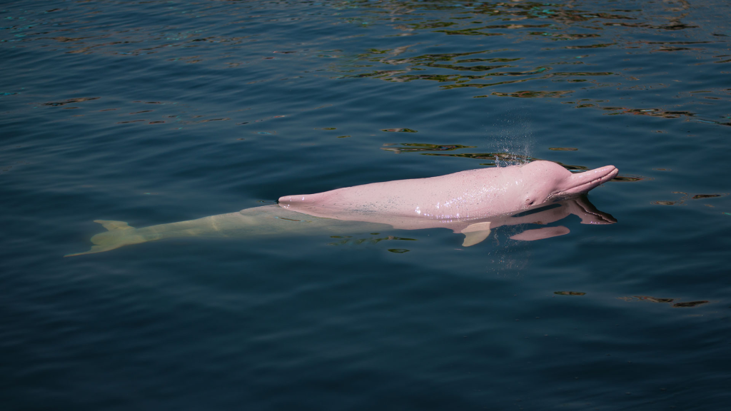 Encantado Efsanesi: Pembe Yunusun Mitolojik Dönüşümü 10 image 65