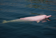 Encantado Efsanesi: Pembe Yunusun Mitolojik Dönüşümü 47 Encantado Efsanesi: Pembe Yunusun Mitolojik Dönüşümü