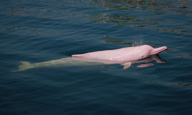 Encantado Efsanesi: Pembe Yunusun Mitolojik Dönüşümü 9 Encantado Efsanesi: Pembe Yunusun Mitolojik Dönüşümü