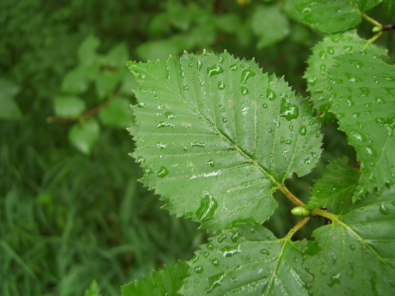 1280px Changbai Betula leafage