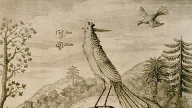 Fenghuang: Efsanevi Anka Kuşu ve Yin-Yang Dengesinin Simgesi 39 Fenghuang: Efsanevi Anka Kuşu ve Yin-Yang Dengesinin Simgesi