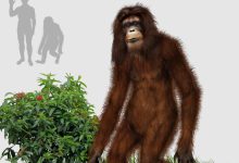 Orang Pendek: Sumatra Ormanlarının Gizemli Kısa İnsanı 24 Orang Pendek: Sumatra Ormanlarının Gizemli Kısa İnsanı