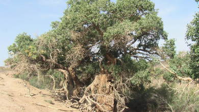 Bēl-ṣarbi: Karaağaçların Kralı ve Mezopotamya Yeraltısının Gölgeli Tanrısı 38 Bēl-ṣarbi: Karaağaçların Kralı ve Mezopotamya Yeraltısının Gölgeli Tanrısı